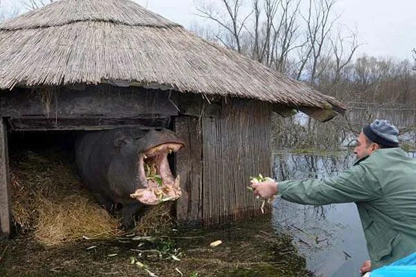 Прикольные фото деревня Whew! That's a relief: Escaped hippo returns home to Montenegro zoo Picture stor