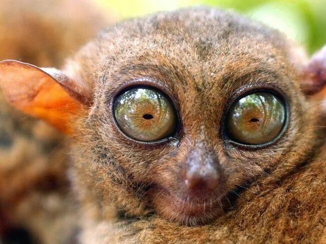 Прикольные фото глаз 34 Of The Silliest-Looking Animals on Earth Tarsier, Animals, Rare animals