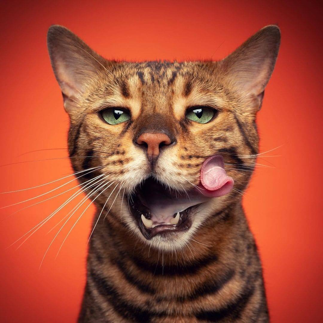 Top 10 cat face photography ideas and inspiration