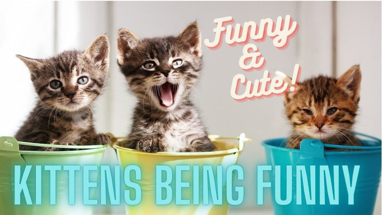 Прикольные фото котят Cute Kittens Doing Funny Things 2020 Animal Smiles - YouTube