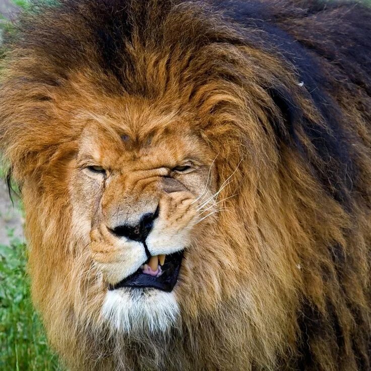 Прикольные фото льва Image result for angry animals Funny lion, Animals beautiful, Funny animals