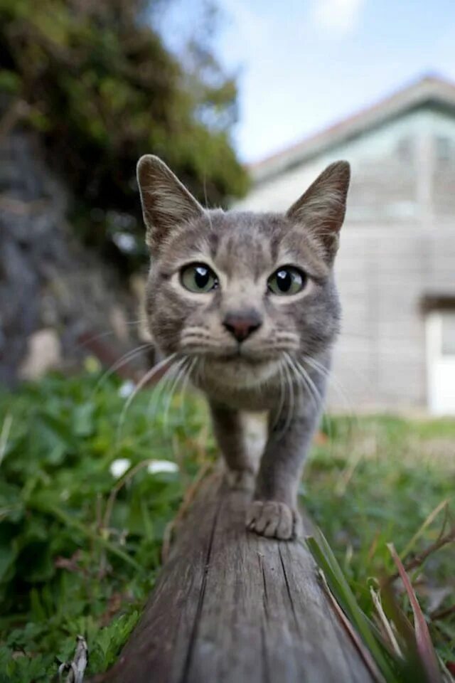 Прикольные фото на аву котики This Japanese Island Is an Idyllic Haven for Cats (50 pics) Cute cats, Pretty ca