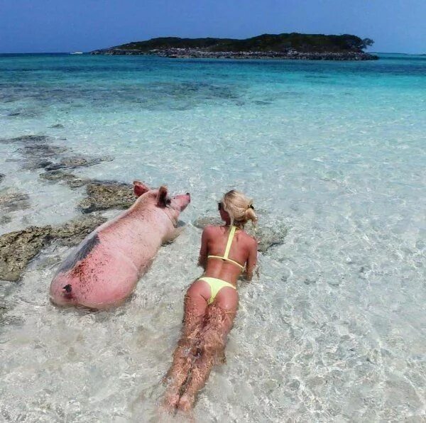 Прикольные фото на море Pin on SuperAnimal the love and the friend Vacation meme, Pig beach, Beach