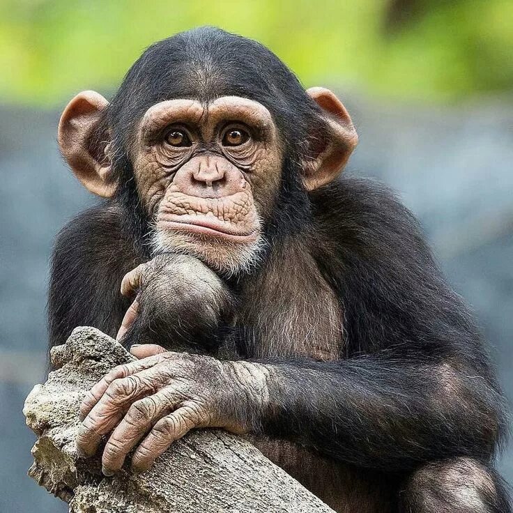 Прикольные фото обезьян смешные Pin on Monos Chimpanzee, Animals, Monkeys funny