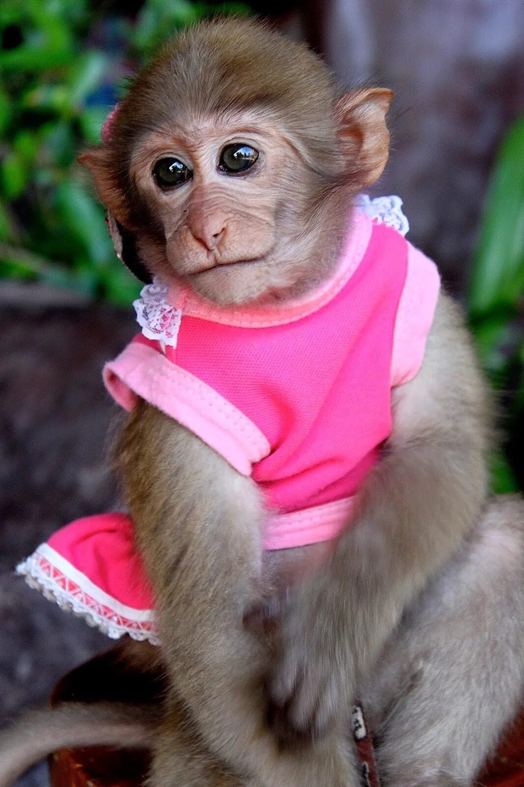 Прикольные фото обезьян смешные Baby macaque rhesus 6 months Very beautiful, handmade, brought up, Acquisition i