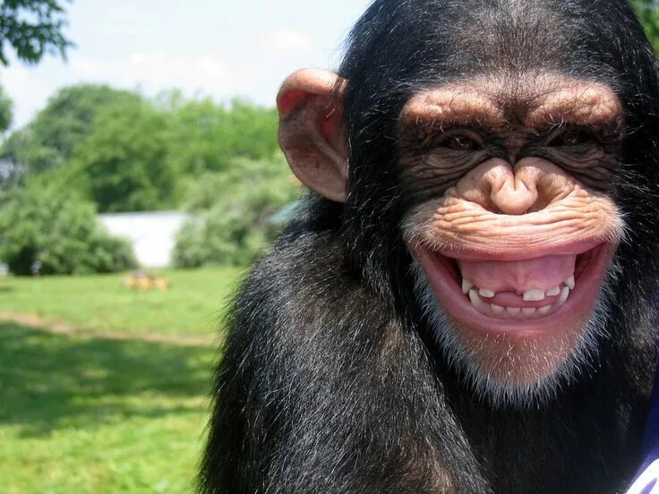 Прикольные фото обезьян смешные Smiling chimp = warm heart. Động vật