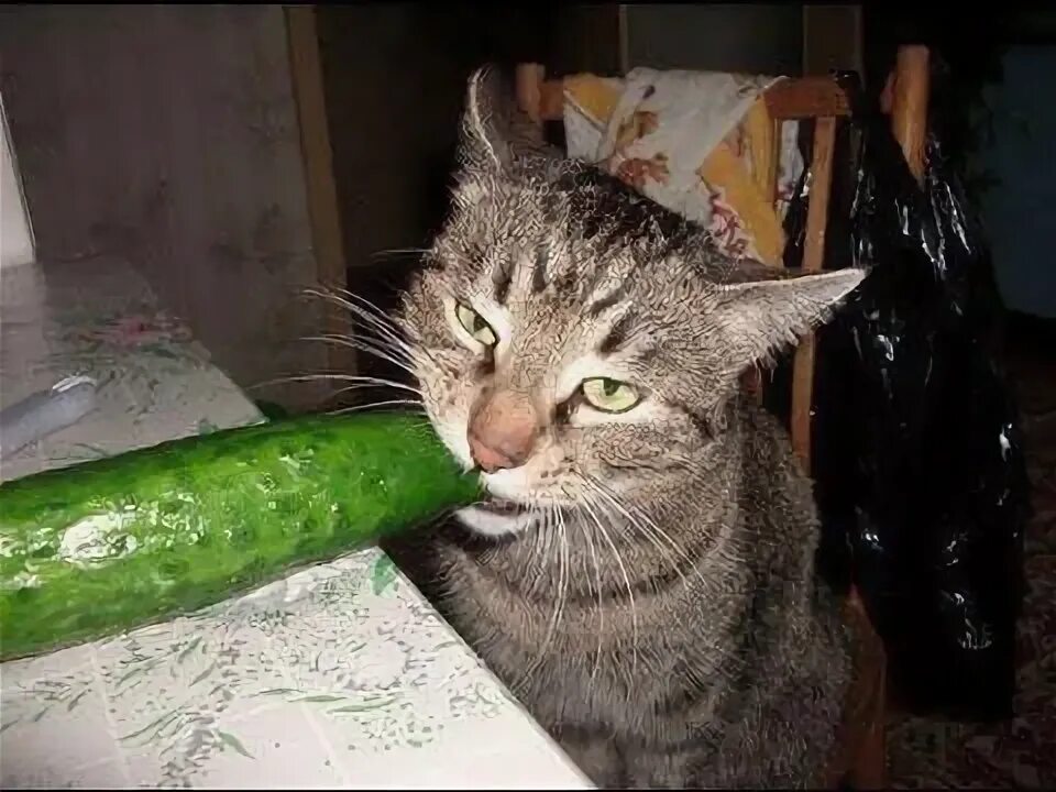 Прикольные фото огурцов Cat vs Cucumber ( My cat became a vegetarian, and eats vegetables ...Whoa Pinter