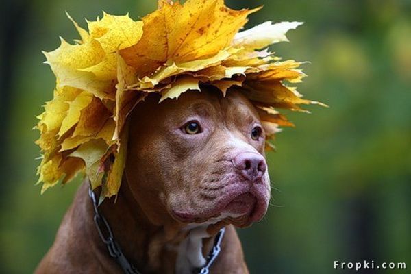 Прикольные фото осени Pin on Pets...Adopt, Love, Keep Safe, Keep Healthy and Happy Pitbulls, Funny dog