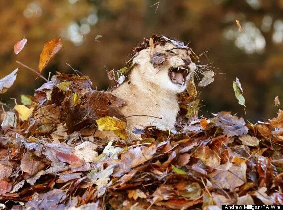 Прикольные фото осени Lion Cub Loves Playing In Autumn Leaves More Than Anything In The World Lion cub