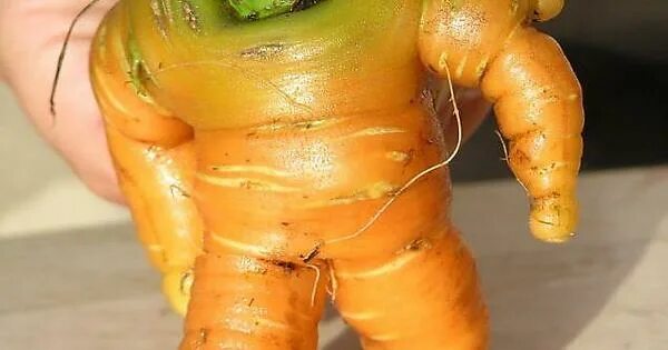 Прикольные фото овощей I have a feeling this buff carrot would be a douche..... - Imgur