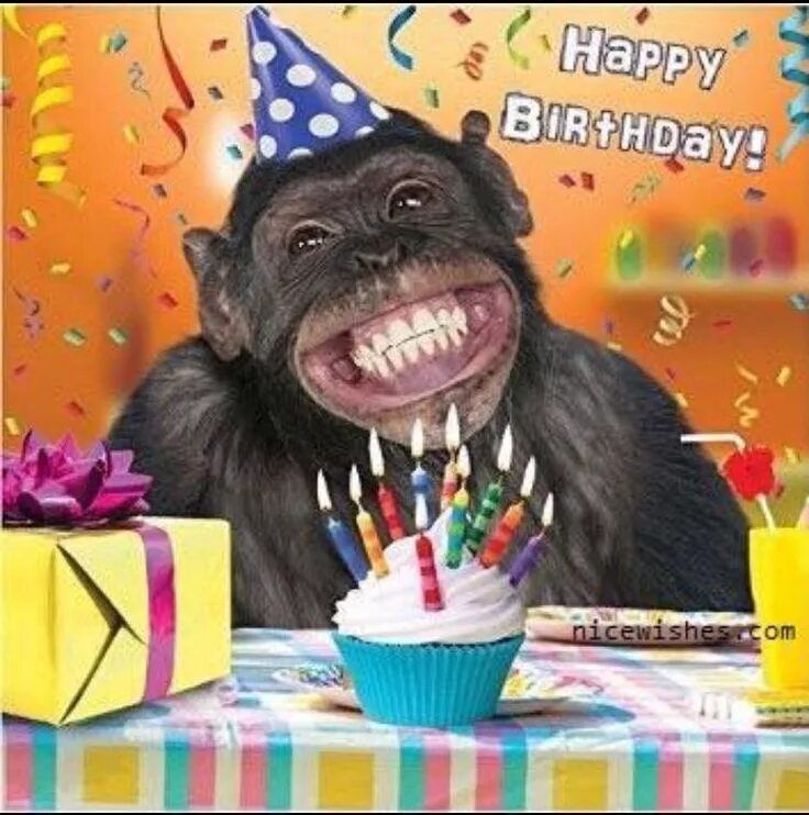 Прикольные фото поздравление Great Happy Bd Meme From A Chinese Kid Happy birthday animals, Happy birthday pi