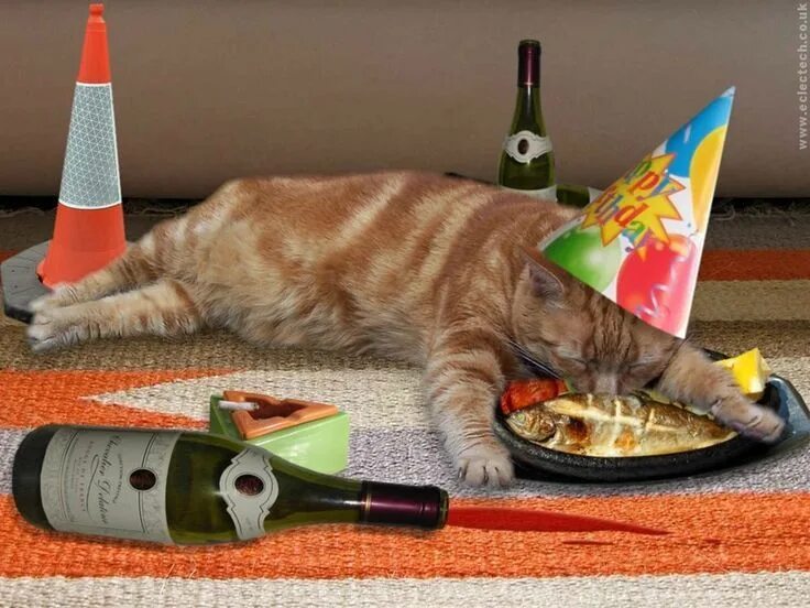 Прикольные фото поздравления с днем рождения 10 Funny Photos Of Party Animals Going Wild Happy birthday cat, Cat birthday, Ca