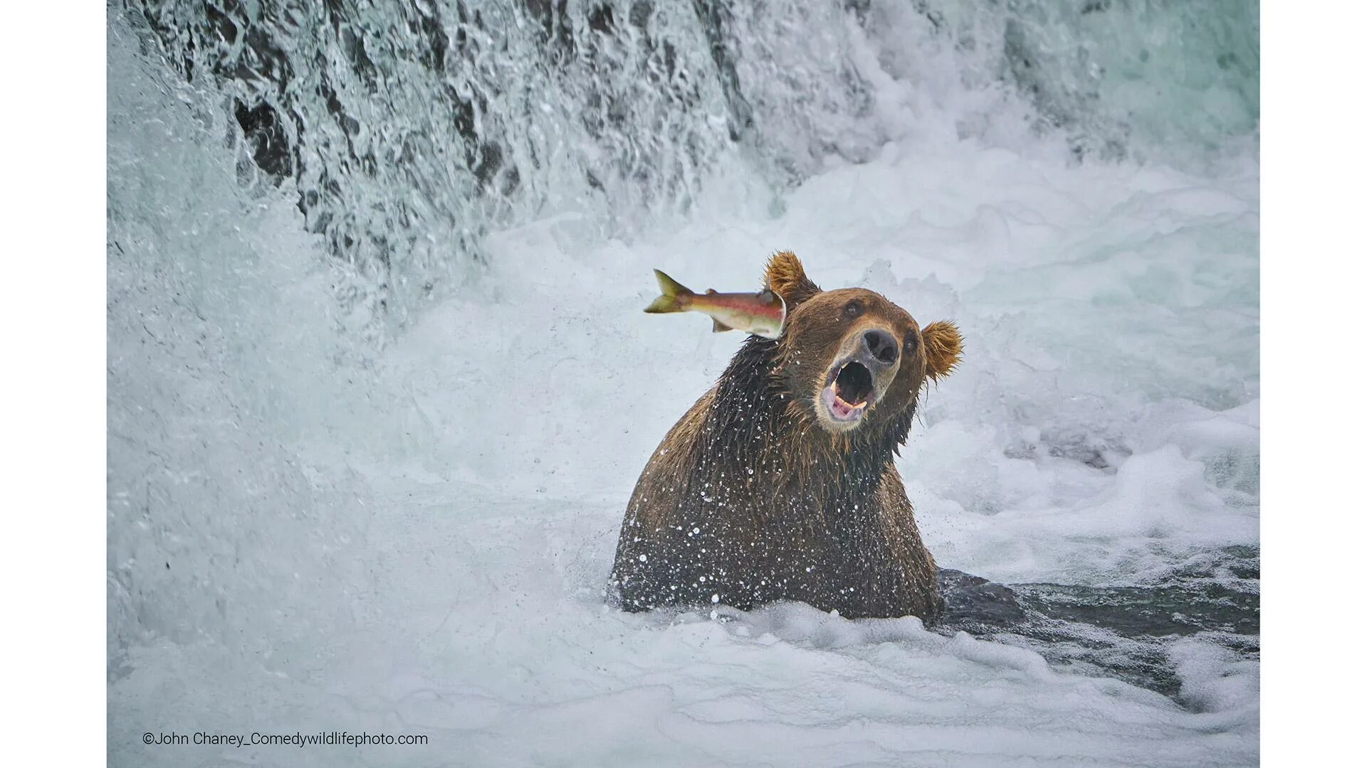 Прикольные фото природа Опубликованы фото победителей конкурса Comedy Wildlife Photography Awards 2022 Р