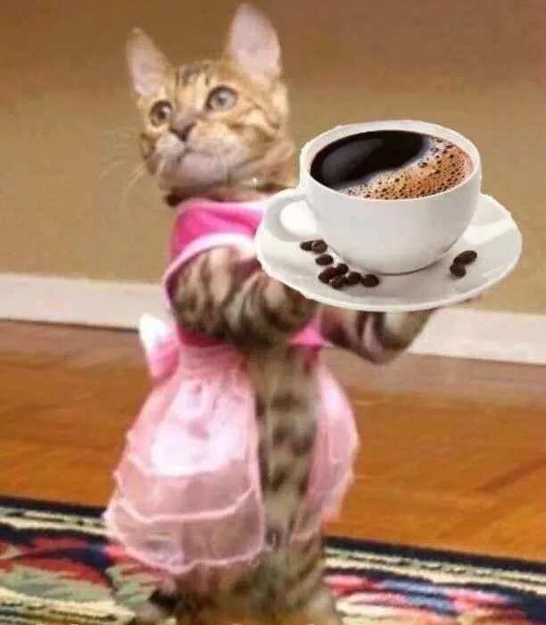 Прикольные фото с добрым утром с надписью The coffee is served. Good morning animals, Good morning cat, Cute animals