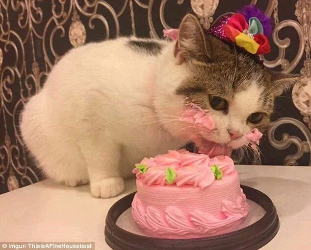 Прикольные фото с тортом на день рождения Super-cute photos of a cat eating a pink birthday cake go viral Funny animals, C