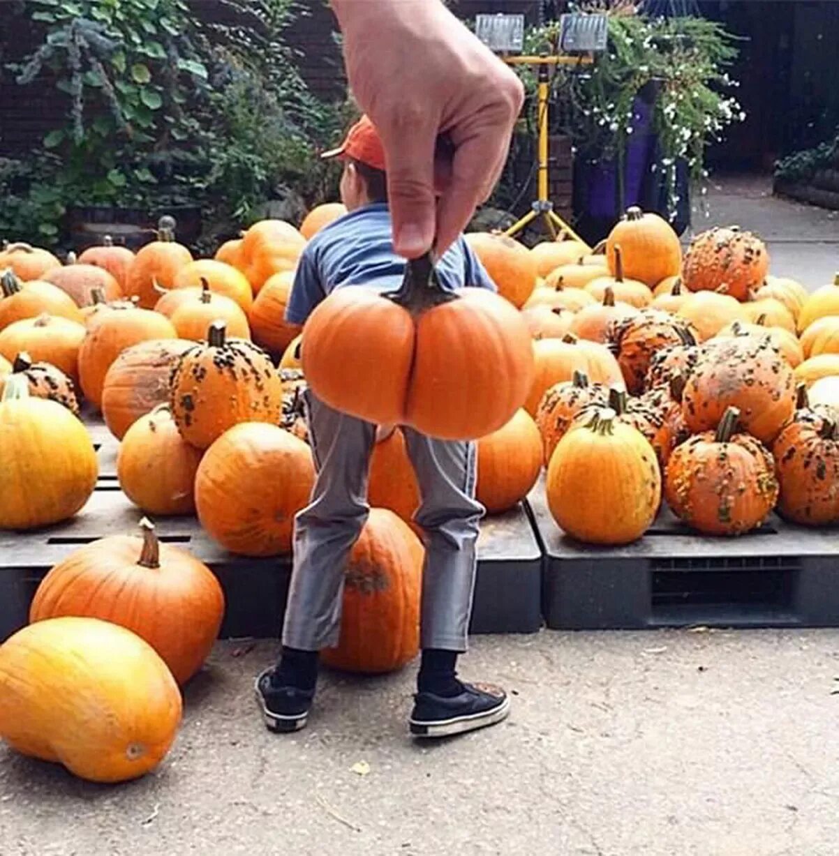 Прикольные фото с тыквой Bumpkin' trend takes Instagram by storm as people pose for cheeky pumpkin snaps 