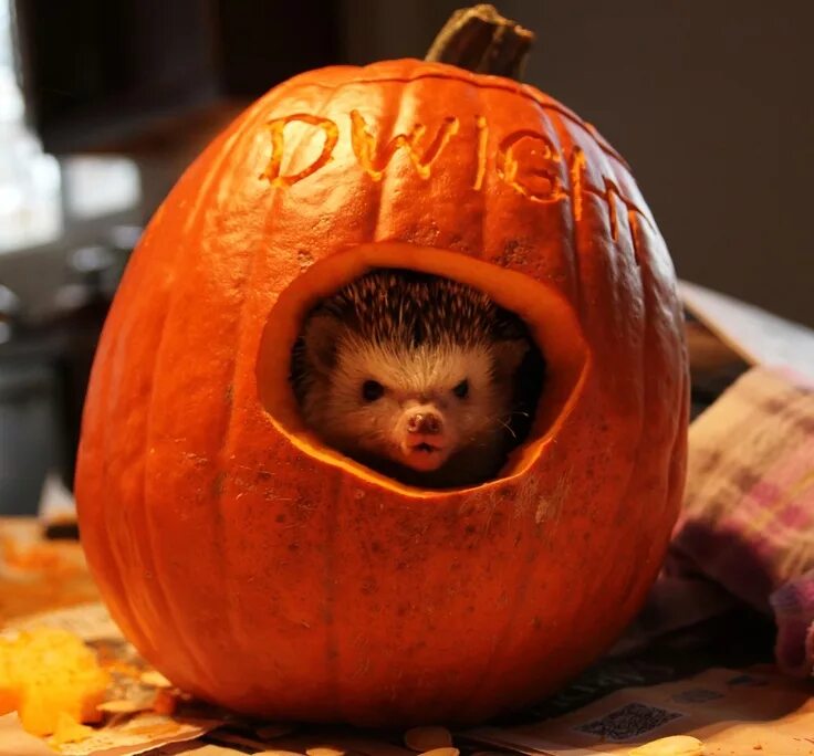 Прикольные фото с тыквой Peekaboo hedgehog in a pumpkin Cute animal pictures, Cute animals, Funny animals