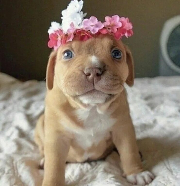 Прикольные фото щенят reddit: the front page of the internet Cute puppies, Puppy pictures, Puppy day