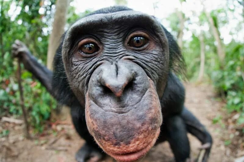 Прикольные фото скачать бесплатно смешные Eye to eye Bonobo, Primates, Chimpanzee