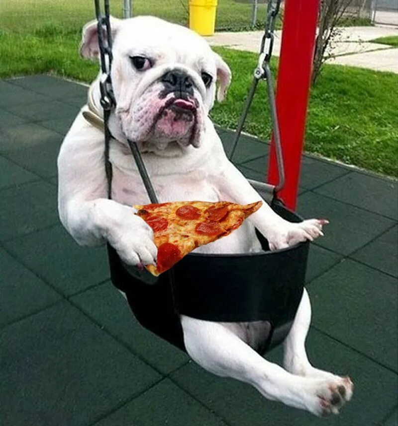 Прикольные фото скачать бесплатно смешные we all eat pizza. - Bulldogs eat pizza. They are very sensitive to... Bulldog, E