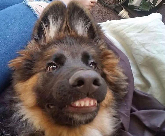 Прикольные фото собак There's An Online Community That Shares Hilarious Dog Photos With Their Teeth Vi