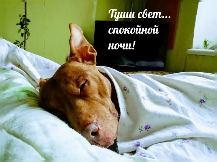 Прикольные фото спокойной ночи Пин на доске buongiorno, buonanotte Ночь, Спокойной ночи, Доброе утро