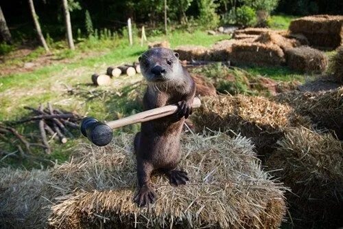 Прикольные фото вино None Stand a Chance Against the Adorable Yet Violent Otter Uprising Otters, Anim