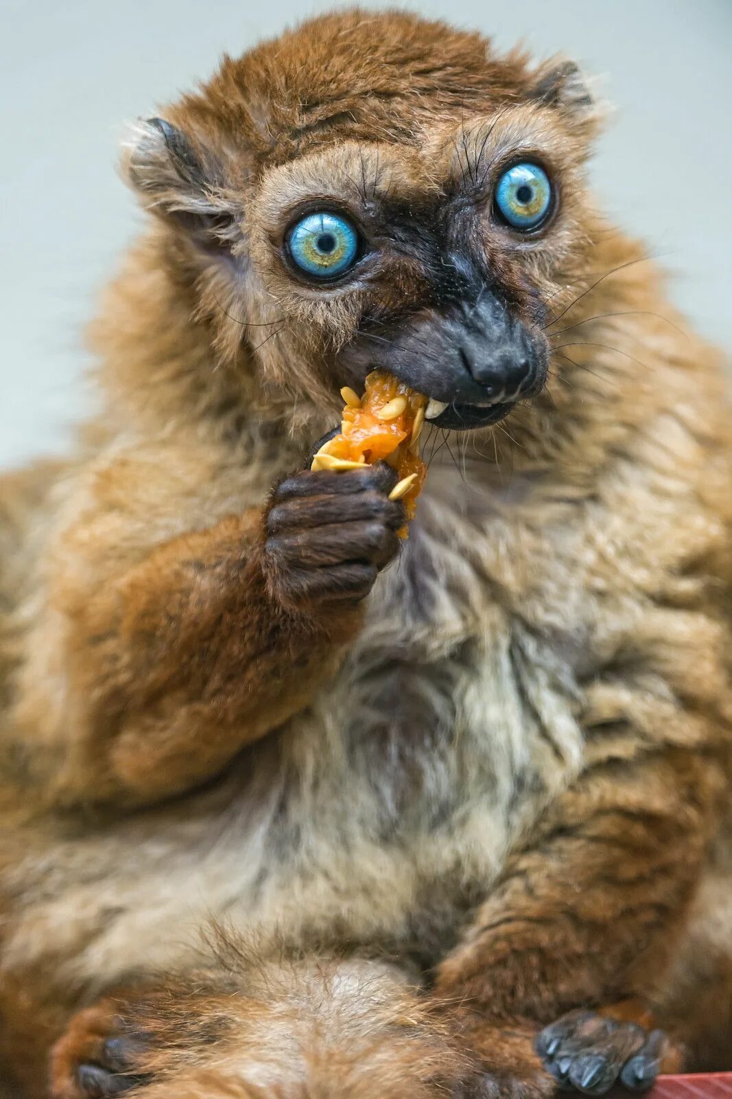 Прикольные фото животных Female Sclater's lemur eating Unusual animals, Weird animals, Cute animals