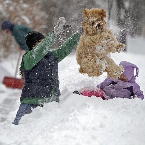 Прикольные фото змей Pictures of the day: 6 March 2013 Snow, Snow dogs, Snow pictures