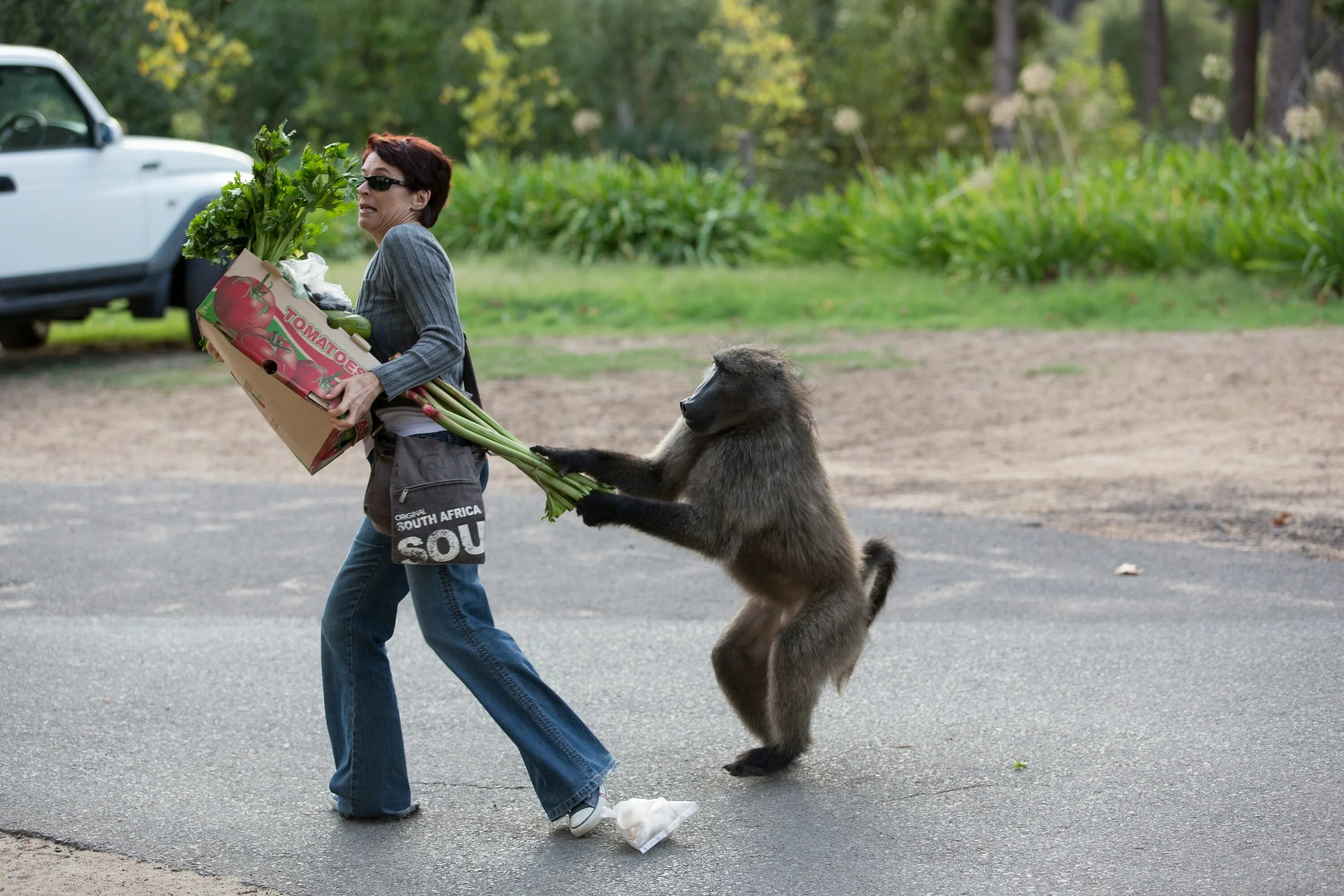 Прикольные истории фото Is This the End For South Africa's Famed Urban Baboons?