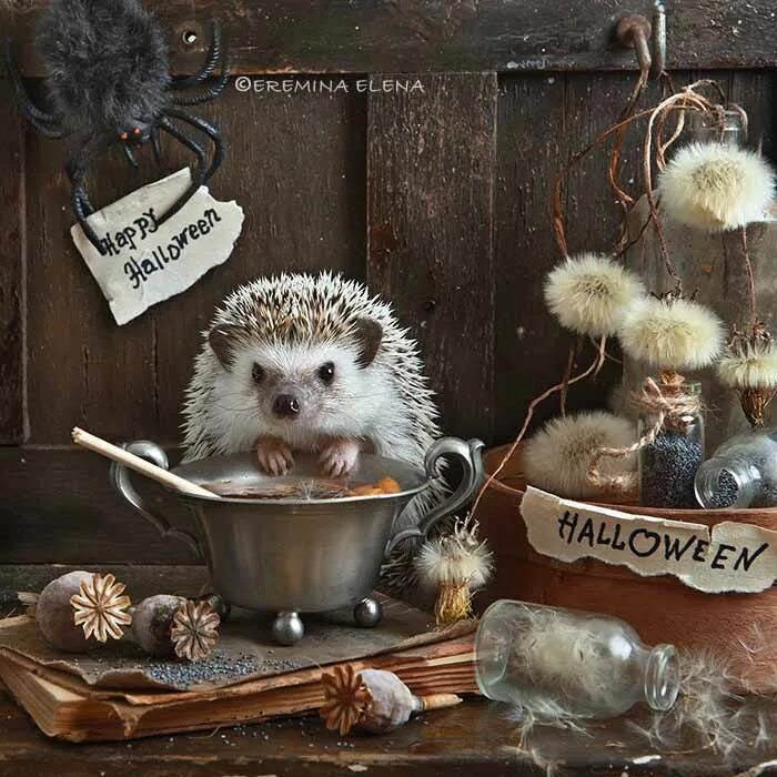 Прикольные картинки добрый вечер ежик Halloween by Elena Eremina on 500px Hedgehog pet, Happy animals, Halloween anima