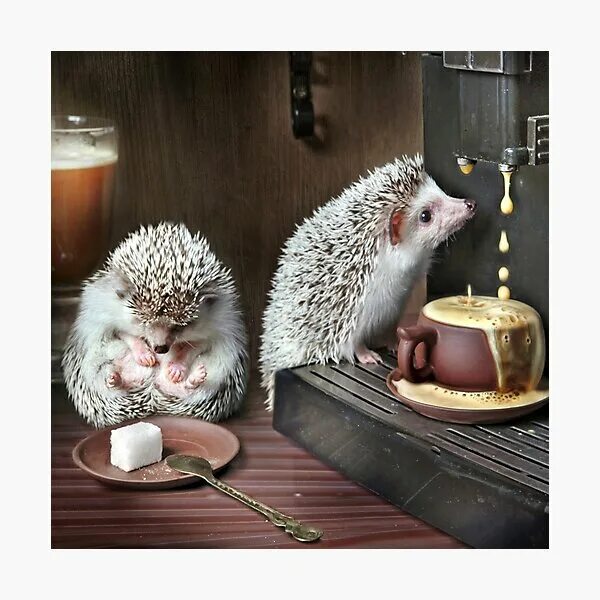 Прикольные картинки добрый вечер ежик "Good morning with hedgehogs" Photographic Print for Sale by Elena Eremina Redbu