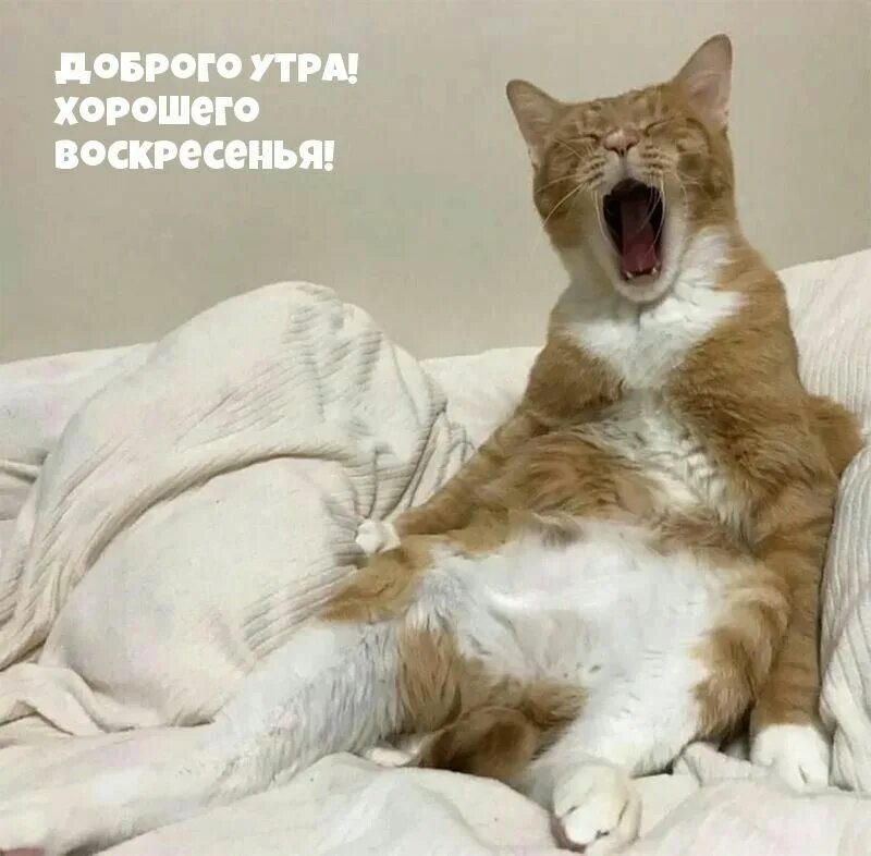 Прикольные картинки проснулся утром Pin on доброе утро Animals, Cats, Cats meow