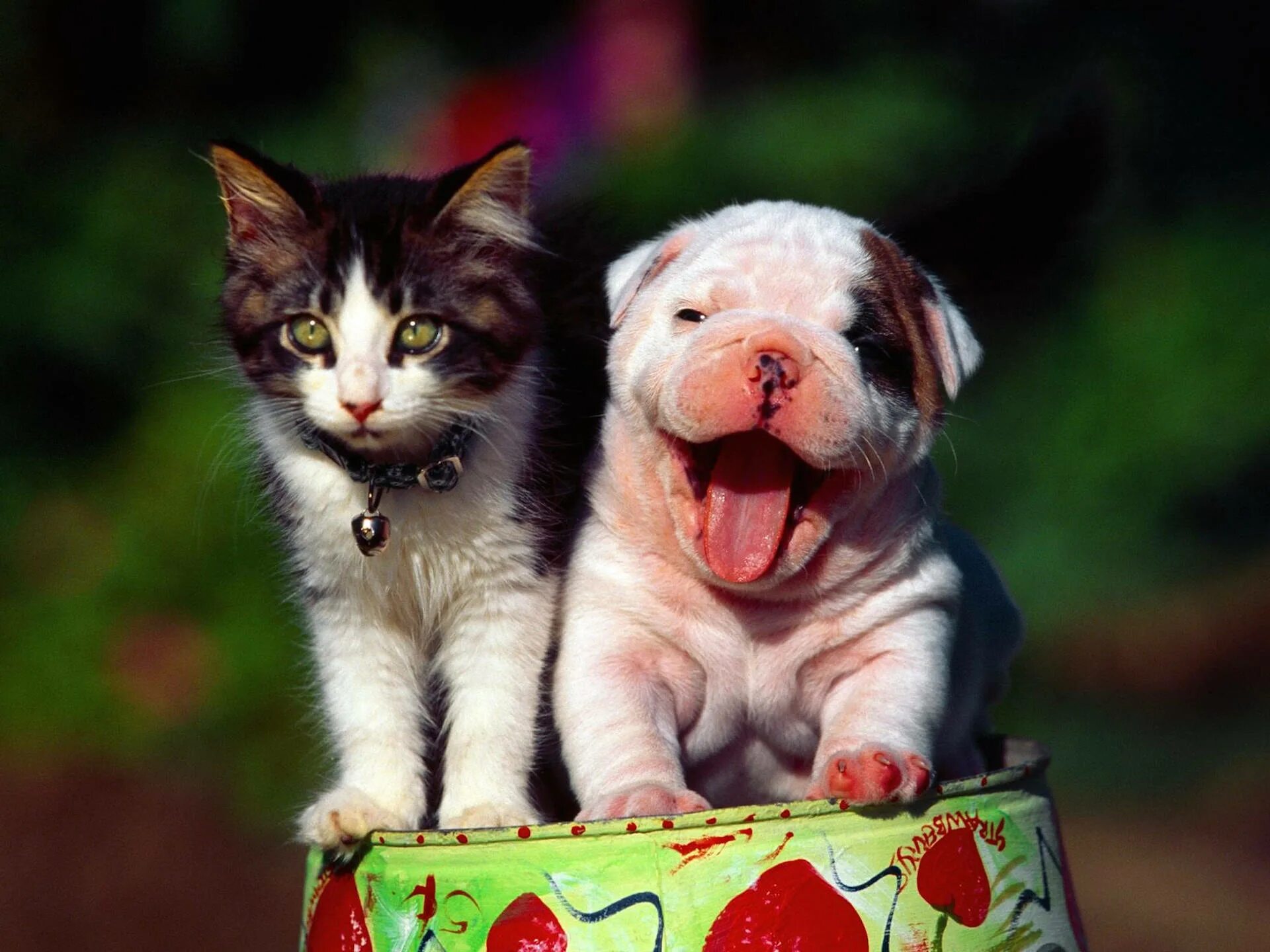 Прикольные картинки с животными Download Caption: "Cheerful Cat and Dog Showcasing Harmony" Wallpaper Wallpapers