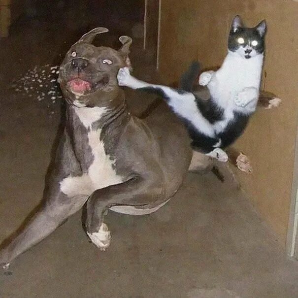 Прикольные картинки с животными до слез 32 Ninja Cats That Have Mastered The Ancient Art Of Ninjutsu Funny cat pictures,