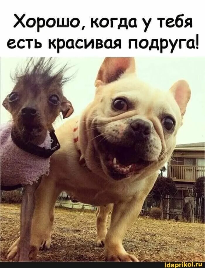 Картинки по запросу животные укушенные пчелами фото Funny dog pictures, Cute dog