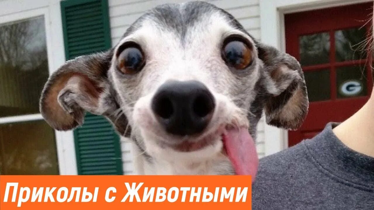 Прикольные картинки с животными ржачные Приколы с Животными / Смешные Коты и Кошки / Сборник Смешных Видосов с Животными