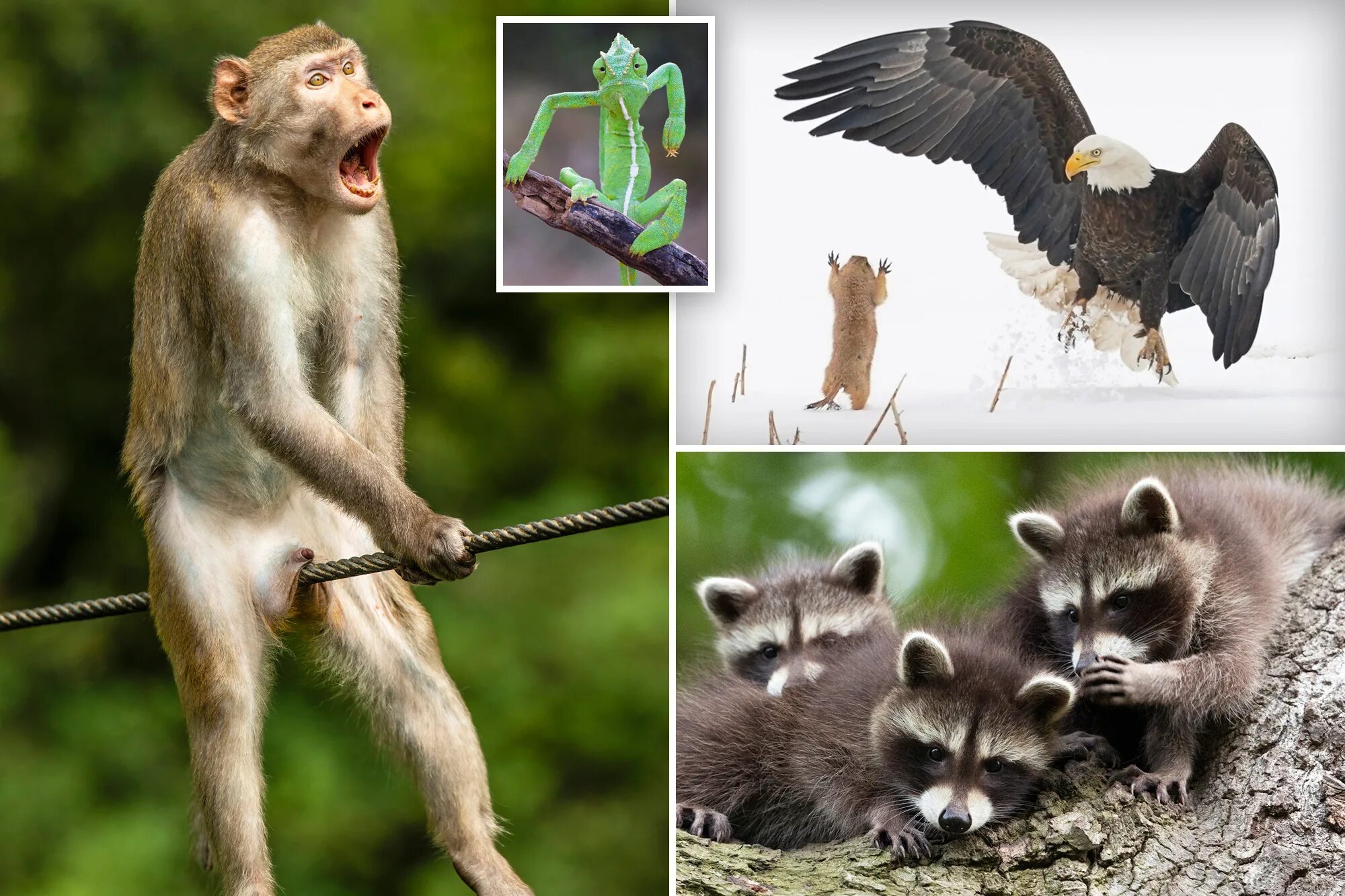 Прикольные картинки с животными ржачные Comedy Wildlife Photography Awards 2021: Here are the winners