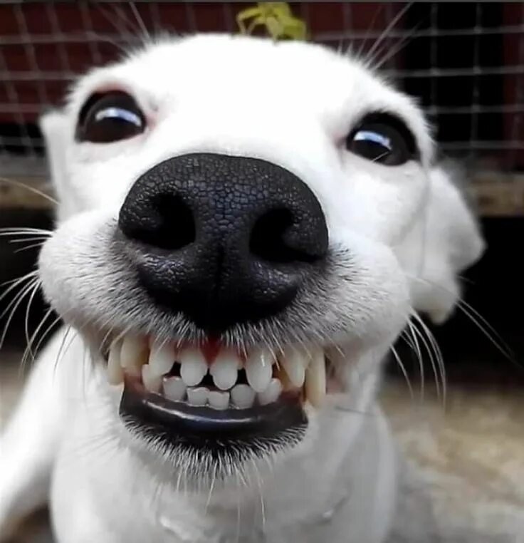 Прикольные картинки с животными ржачные Pin on Puppy Love Smiling animals, Cute dogs, Smiling dogs