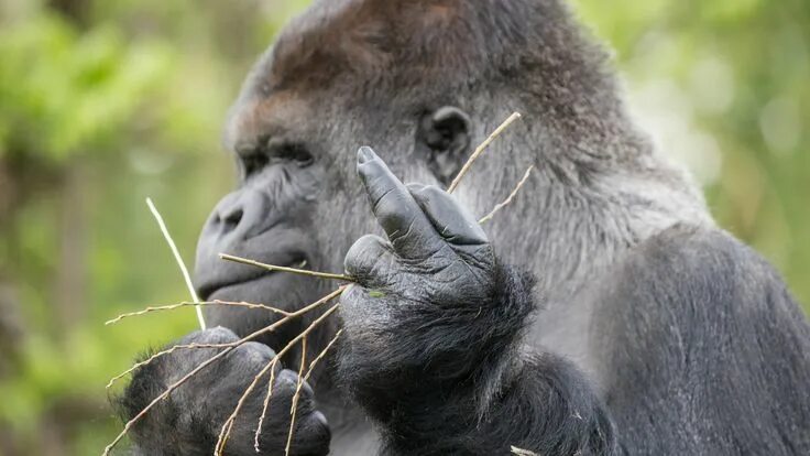 Прикольные картинки животных бесплатные great ape western gorilla #mammal terrestrial animal #gorilla middle finger #wil