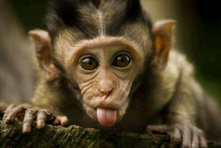 Прикольные картинки животных бесплатные Pin by Liz Torres-McCloy on Wildlife Monkeys funny, Cute monkey, Cute animal pho