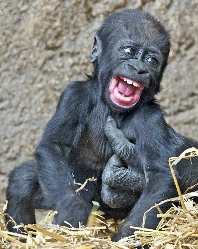 Прикольные картинки животных бесплатные Baby gorilla can't hide delight as adults shower him with affection Smiling anim