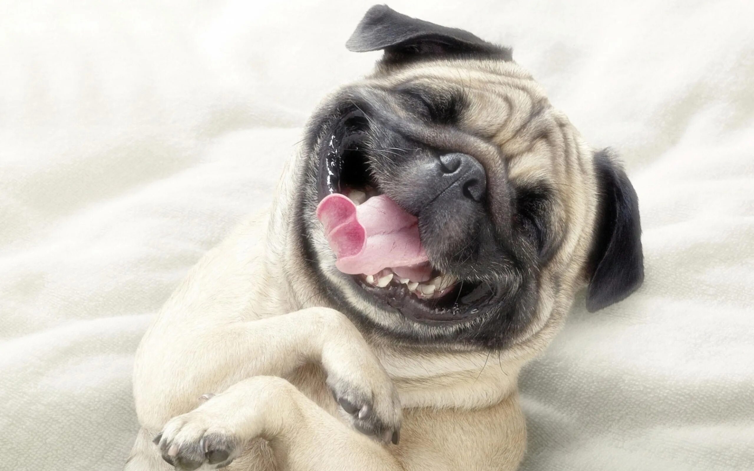 Прикольные картинки животных бесплатные 2560x1600 Adorable Pug Wallpaper,2560x1600 Resolution HD 4k Wallpapers,Images,Ba