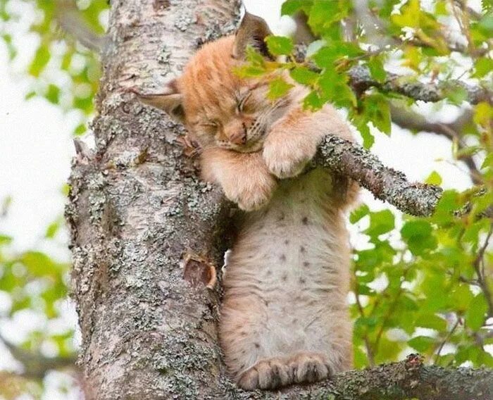 Прикольные картинки животных для поднятия настроения 30 Cats Showing Off Their Skills At The Difficult Art Of Sleeping In Trees Cats,