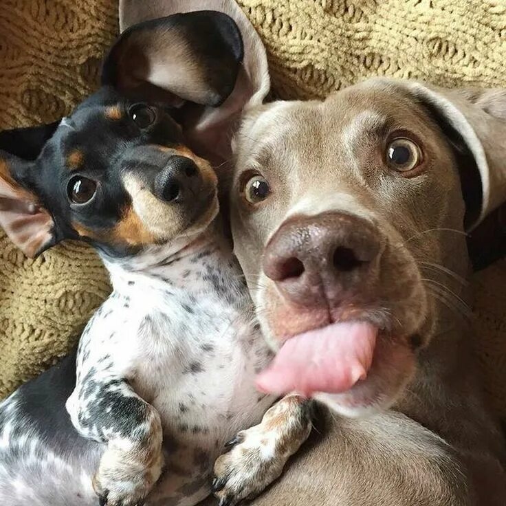 Прикольные картинки животных смешные Best selfie ever!!!! :hearts: Cute dogs, Cute puppies, Funny animal pictures