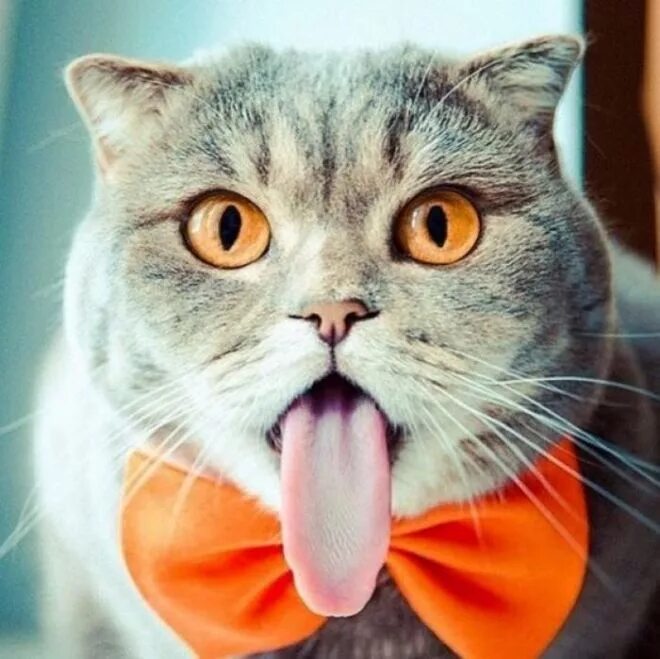 Прикольные котики фото Мурлыки Cat scottish fold, Cats, Silly cats