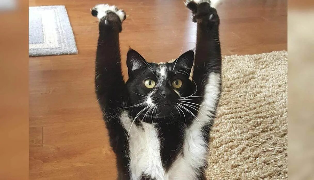 Прикольные коты смешно до слез фото This Cat Can't Stop Putting Her Arms In The Air - And No One Knows Why