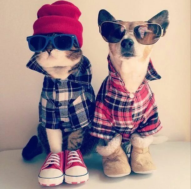 Прикольные модные фото 29 Fashionable Pets That Will Make You Forget This Whole Dogs-Wearing-Pants Deba