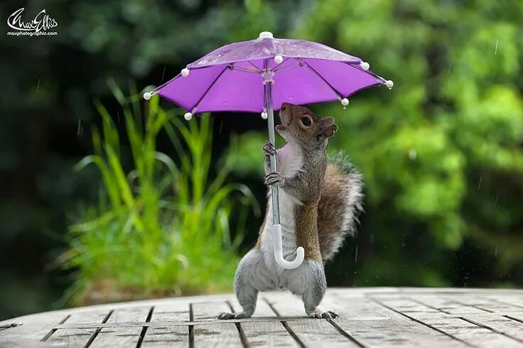 Прикольные позитивные картинки с животными Photographer Gives Squirrel A Tiny Umbrella To Protect Itself From Rain Cute ani