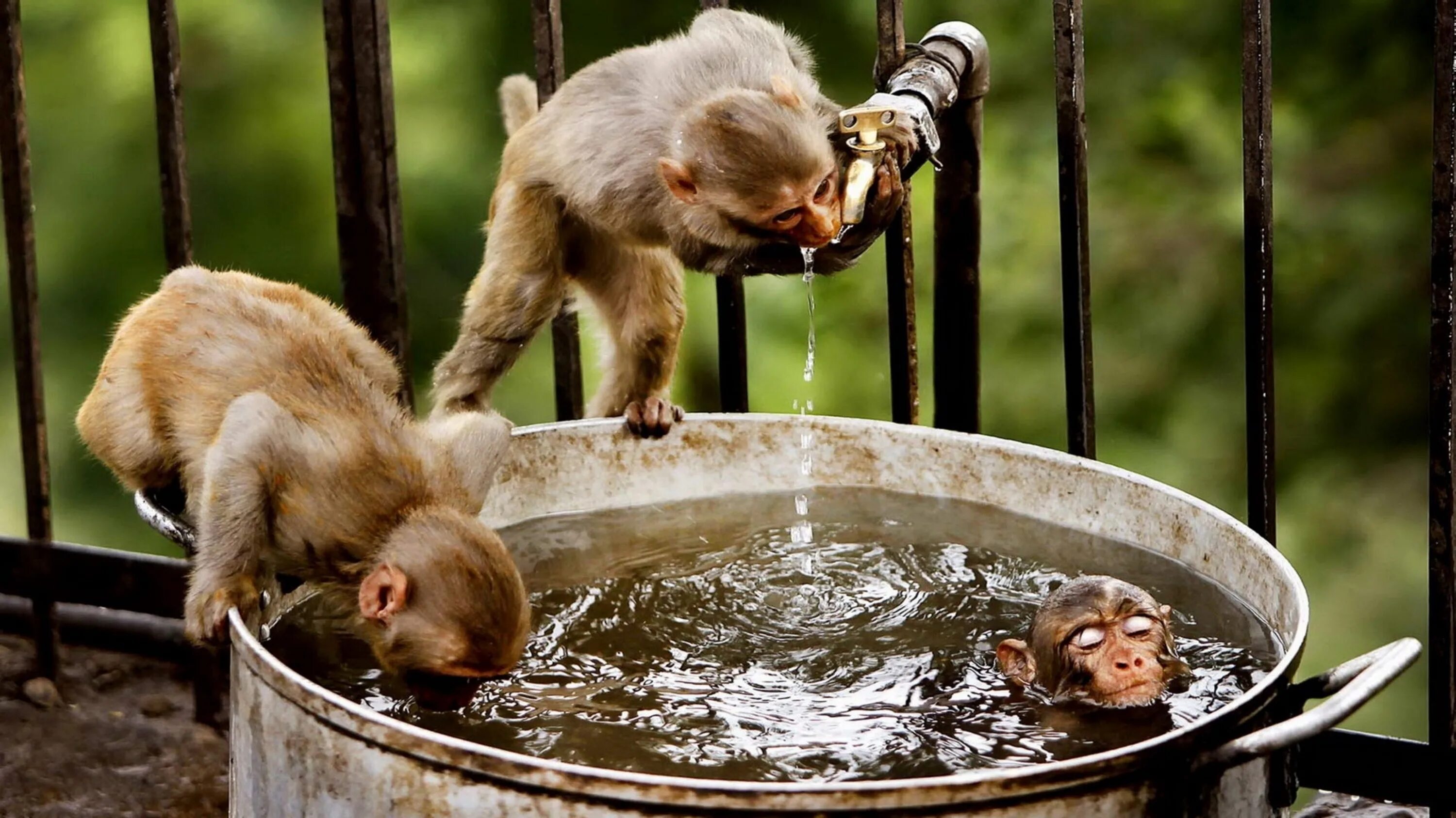 Прикольные позитивные картинки смешные скачать бесплатно Young Monkeys Playing - Image Abyss